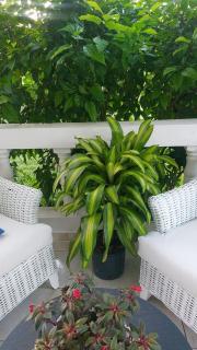 Charming 1 bdr apt w/ pool 5min Popi beach - 5