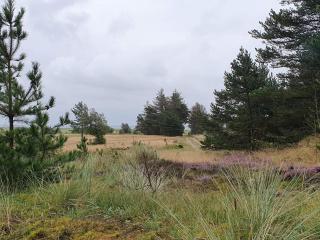 4 person holiday home in Oksbøl-By Traum - 2