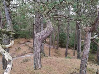 4 person holiday home in Oksbøl-By Traum - 1