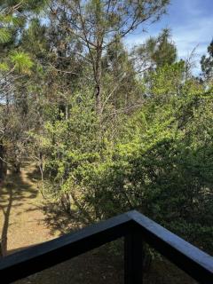 Terrazas del Pinar, Loft en bosque serrano - 2
