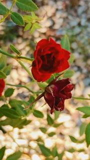 Casa para temporada em Pirenópolis - 8