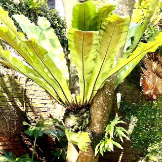 Kandy - City Hideout Villa - 8