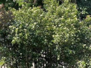 Kandy - City Hideout Villa - 7