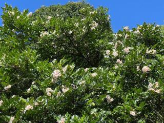 Kandy - City Hideout Villa - 6