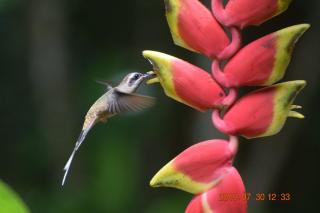 La Ceiba Ecoadventures Wildlife Reserve - 3