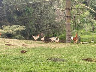 Chalé Serra da Balança - Gonçalves - 5