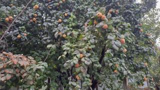 Khaldan Guest House - 8