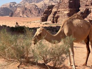 Wadi rum visit - 4