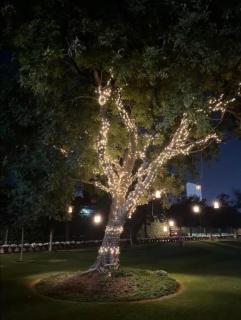 1 bhk Floral Apartment - 2