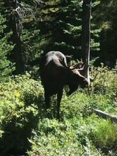 Stony Creek Lodge - 5