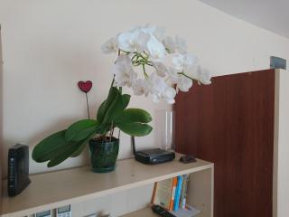 Park Apartments & Rooms Popovi - 5