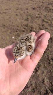 Hospedaje rural insular Cabañas - 2