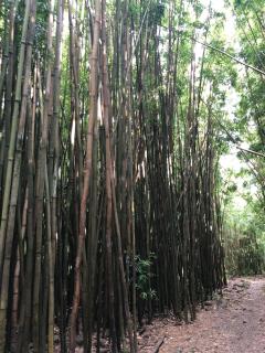 Milowai Ma'alaea - 2