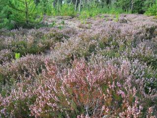 4 person holiday home in Nørre Nebel - 1