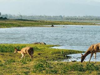 Geeth Wild Resort - 0