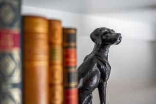 Cozy Pet-friendly home in Five Points Raleigh - 3