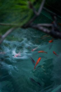 大理古城归渊民宿 - 6