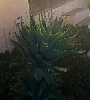 The Schoolhouse at Meulplaas - 5