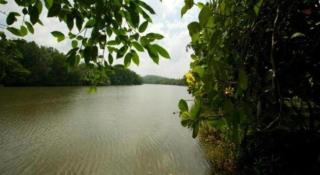 Mangrove Escapes Resort - 1