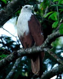 Wilpattu Green Cabin - 2
