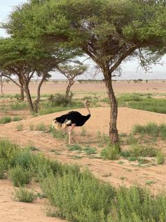 Camp Erg Chegaga Desert Morocco - 2