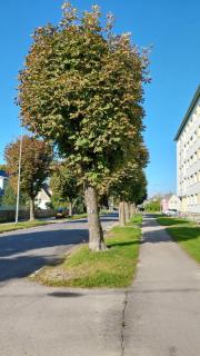 Mugav korter 2-le, kr 41 - 9