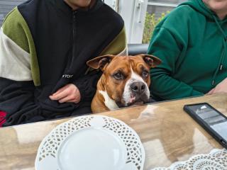 Ferienwohnung FeWo Plaggenburg- die Kleine große - 2