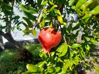 A Casa da Azenha - 1