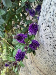 A Casa da Azenha - 3