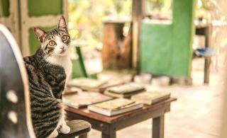 Casa Selva - Vila do Abraão - Ilha grande - 9