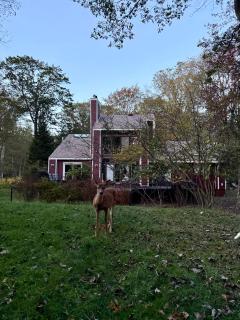 Hot tub, Sauna, fire pit, games and nature in Lake Poconos - 9