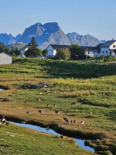 Fredvang - 5 bedrooms Feriehus - Lofoten - 4