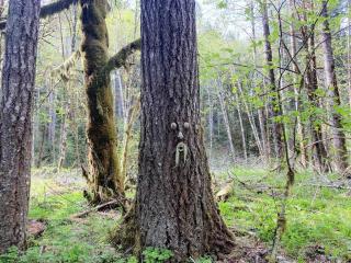 Olympic A-Frame - Close to Olympic NP, lake access - 6