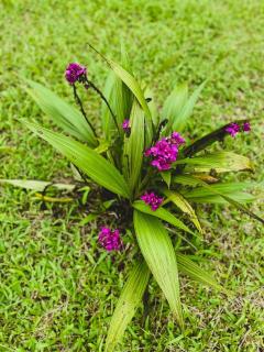 Cabaña Ecos del Río - 2