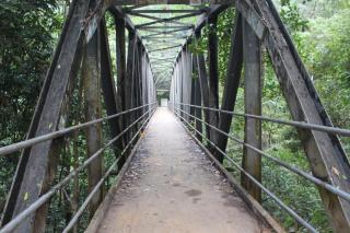 rainforest river song - 1