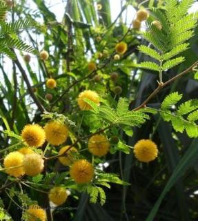 Water Paradise Resort - 7