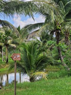 Coco farm stay Suanphueng - 9