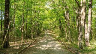 Nold forest house - Vacation STAY 17551v - 5