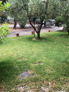 Lagomandra Nakis - 2