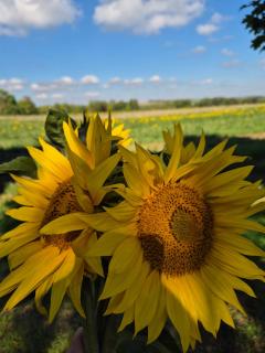 Ferienwohnung Sonnenschein Familie Hamdorf - 6