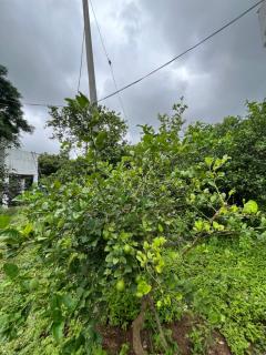 Mango Farm House - 5