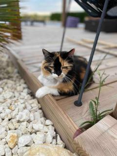 Chambres au cœur des vignes - 7