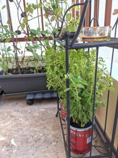 Pinetree House - 4