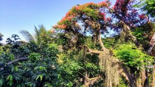 Nature and Comfort in Rio - 0