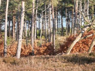 4 person holiday home in Oksbøl-By Traum - 2