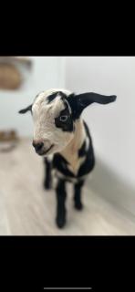 Adelaide Hills Farm Stay - 7