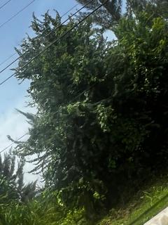 Elegant Escape - Montego Bay - 1