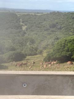 Imbabala Eco Lodge - 1