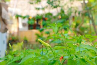 Nature Paradise Midigama - 6