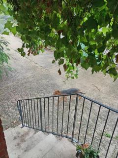 Le Petit Refuge, séjour paisible en vallée du Tarn - Le Fraysse - 8